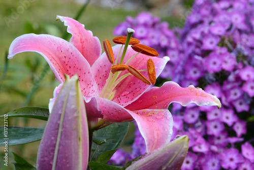 Fototapeta Naklejka Na Ścianę i Meble -  Blumen 662