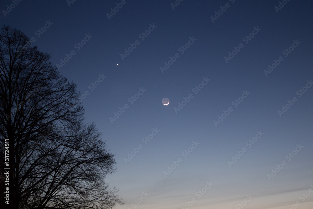 halber Baum bei Nacht mit dem Mond im Hintergrund