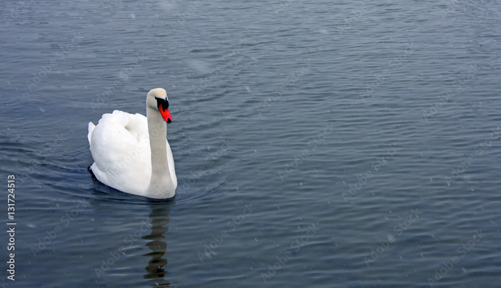 Naklejka premium Swan swimming in lake