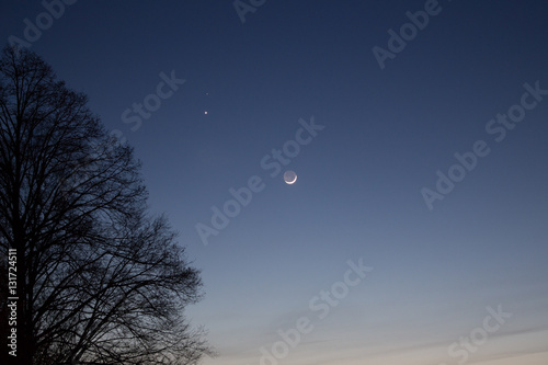 halber Baum bei Nacht mit dem Mond im Hintergrund