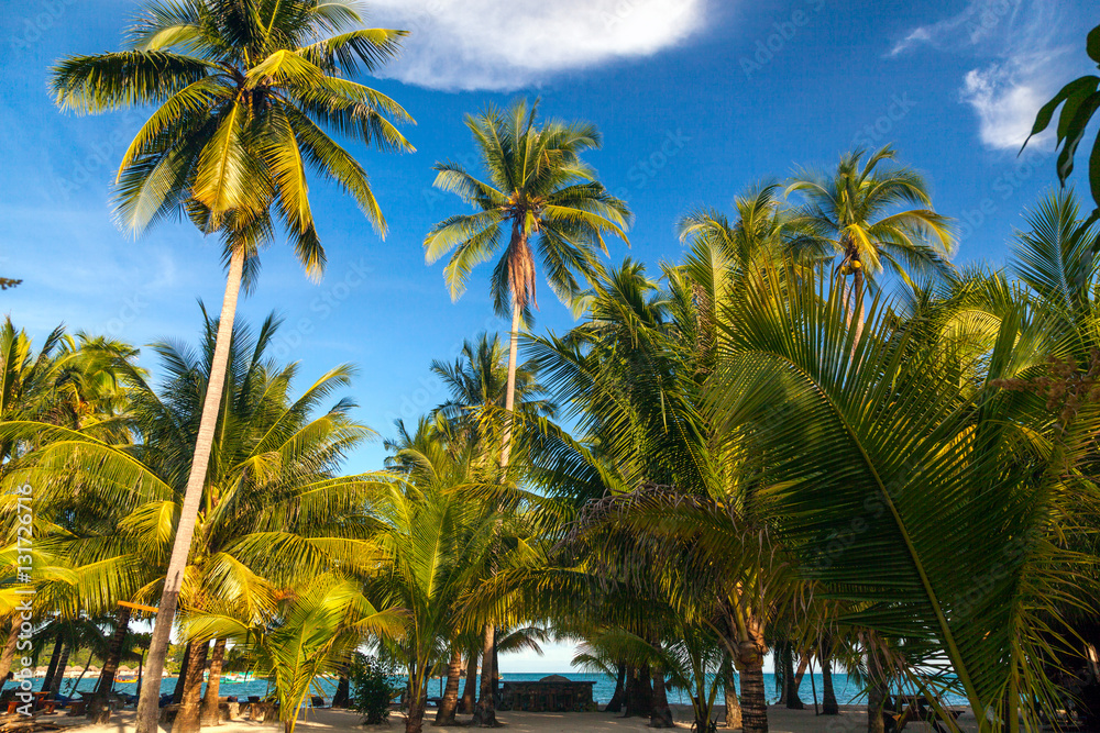 Coconut palm trees, beautiful tropical background, in blue sunny