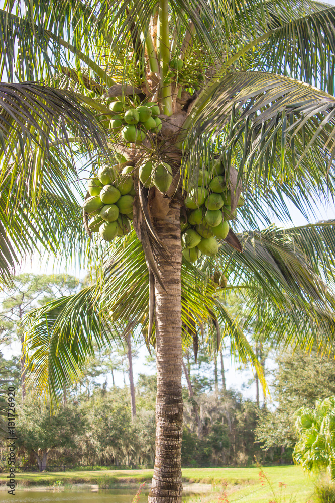 Obraz premium Palm Tree with Green Coconuts