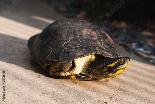 turtle photo