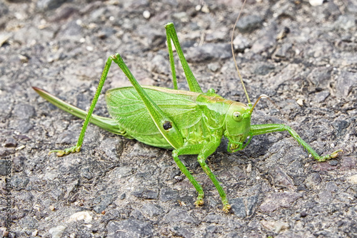Big green grasshopper © Jaroslav Moravcik