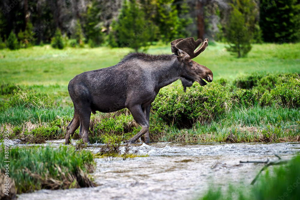 Wild Moose in Rocky Mountain National Park Wild Moose in Rocky Mountain National Park
