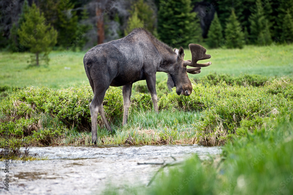 Wild Moose in Rocky Mountain National Park Wild Moose in Rocky Mountain National Park