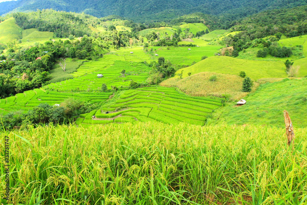 Green rice terraces and mountain with rice field foreground Nature landscape at Ban Pa Pong Pieng, Chiang Mai, Thailand