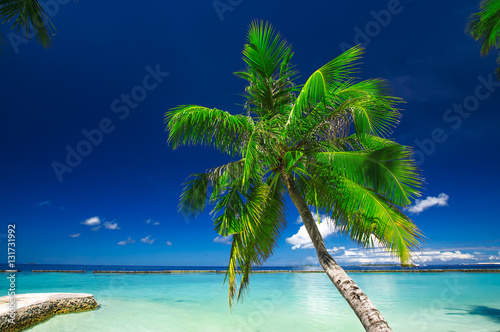 Fototapeta Naklejka Na Ścianę i Meble -  Palm at white sand beach on tropical paradise Maldives island