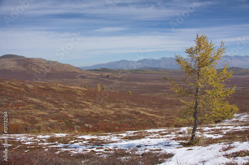 yellow larch in Mountains Altai in the fall © Iuliia