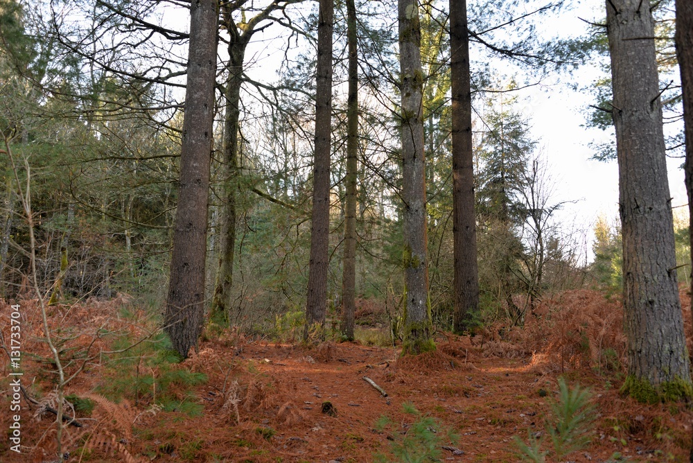 Naklejka premium découverte de la Nièvre