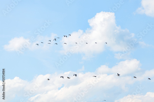 Flying white pelicans