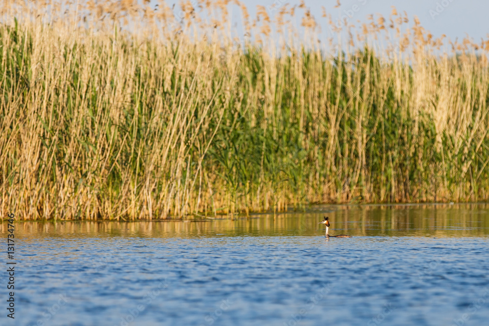 Fototapeta premium Danube Delta wildlife