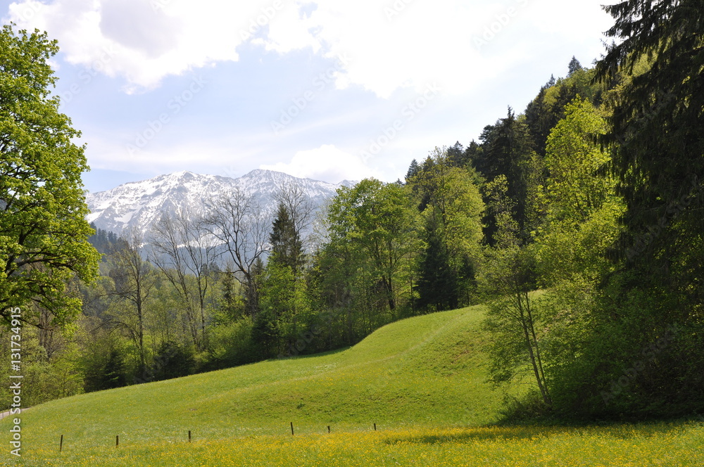 Obraz premium Grüne Landschaft