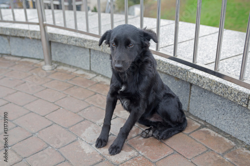 Stray dog is sitting on the pavement. Pets