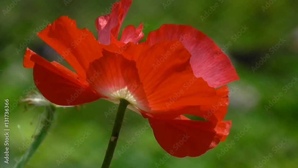 Red poppy on a green background. Decorative poppy on their summer cottage.Delicate, red in the garden area. Red poppy on a green background. Decorative poppy on their summer cottage.Delicate, red in the garden area.