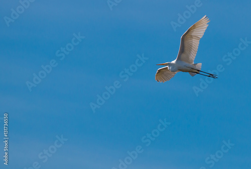 Great Egret Flying in beautiful blue sky  flying bird in blue sky