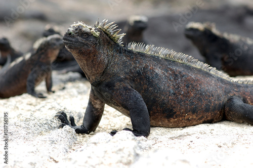 marine iguanas warming in the sun  Galapagos