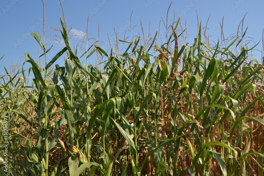 corn field