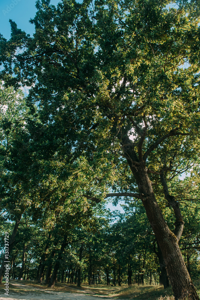 Summer Sunny Forest Trees And Green Grass. Nature Wood Sunlight Background.