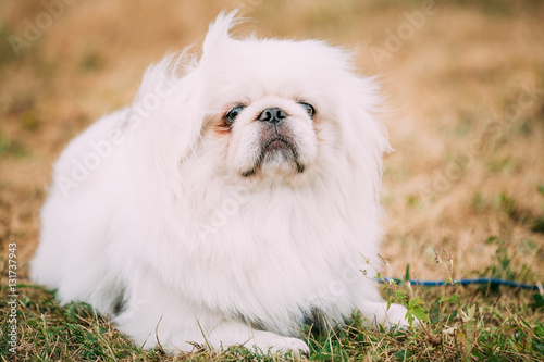 Young White Pekingese Pekinese Looking Up 
