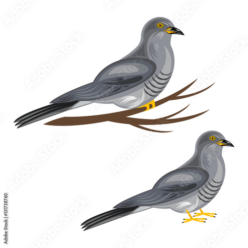 Cuckoo