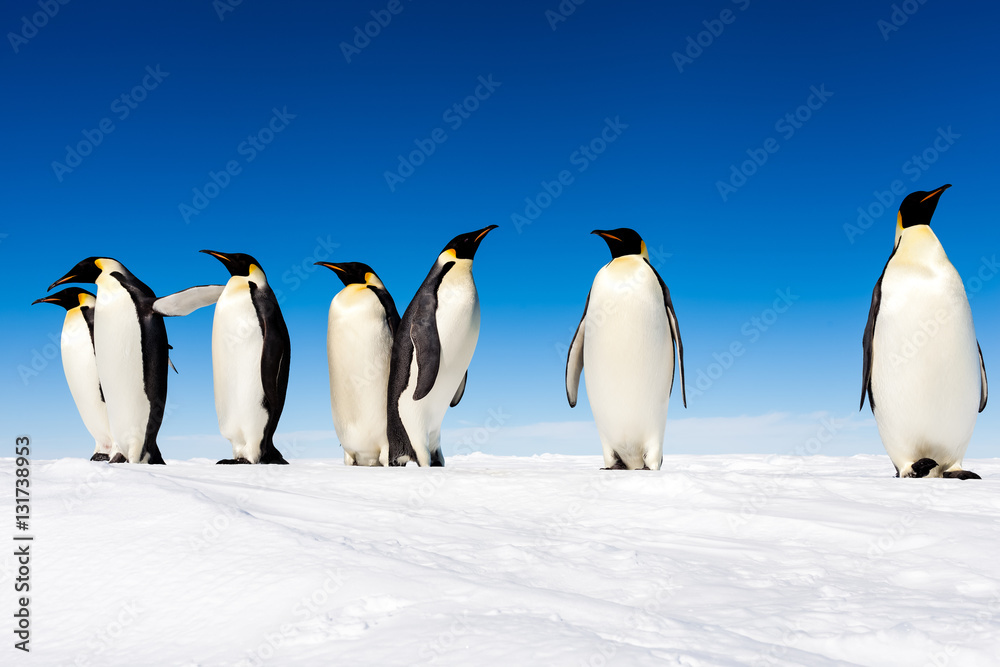 Obraz premium Group of cute Emperor penguins on ice