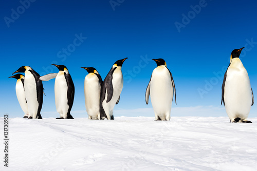 Group of cute Emperor penguins on ice