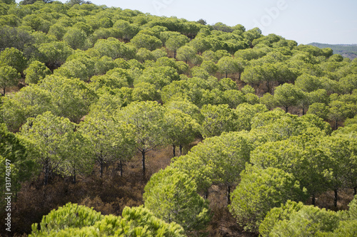 EUROPE PORTUGAL ALGARVE RIO GUADIANA FOREST