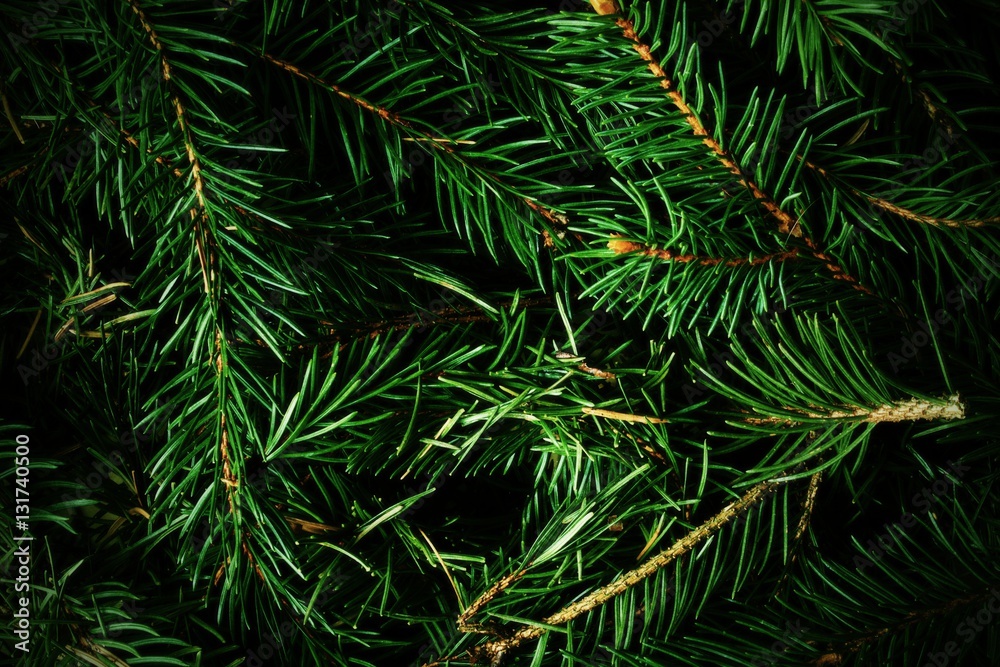 Texture spruce needles Texture spruce needles