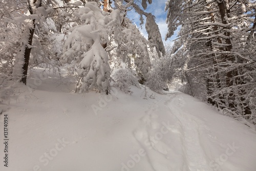 Winter forest landscape.