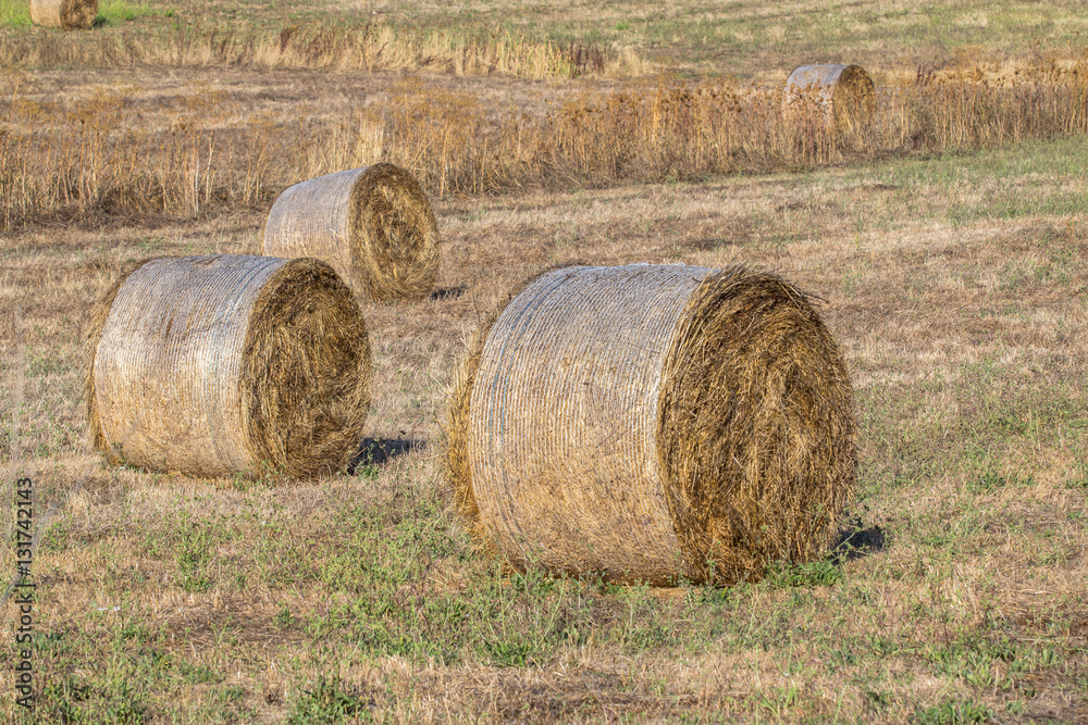 Bales of barley hay in a field