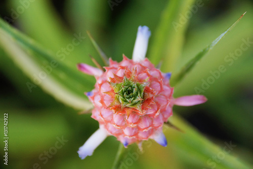 
Close up Pineapple pink flowers
