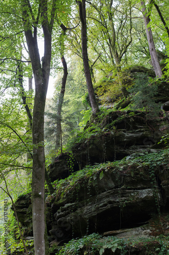 trees on rock