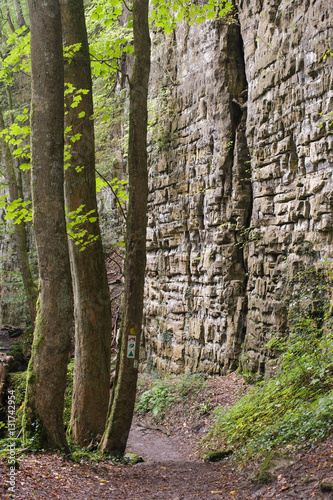 Fototapeta Naklejka Na Ścianę i Meble -  vertical wall forest