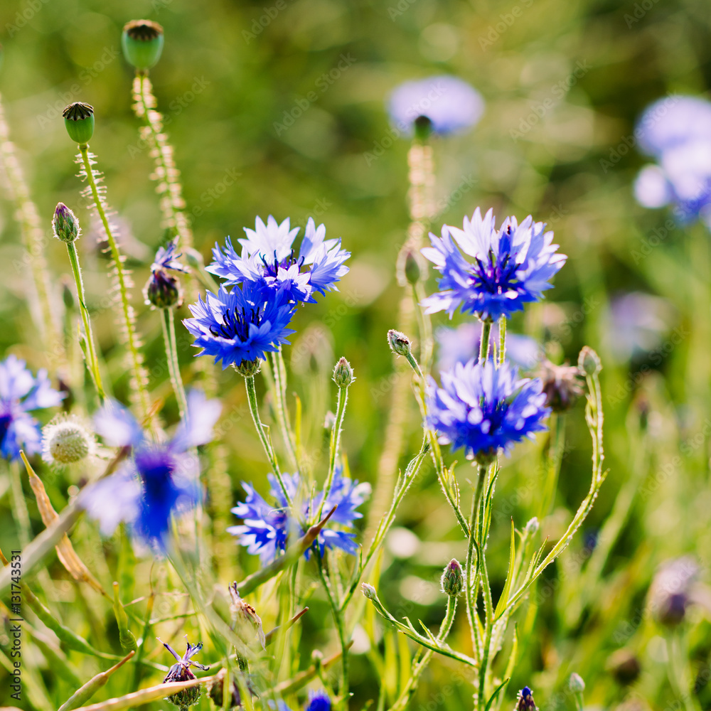 Cornflower - wildflower growing in a field Cornflower - wildflower growing in a field