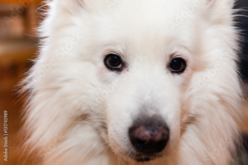 Up close eye contact with white Samoyed dog. Shallow focus on friendly eyes. © imfotograf