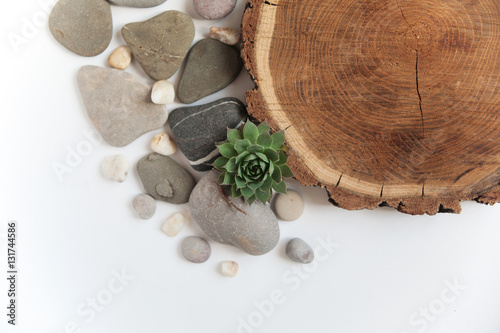 flower on a white background with sea stones