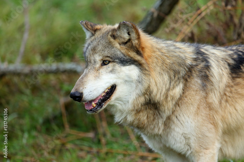 Head and shoulders portrait of a wolf