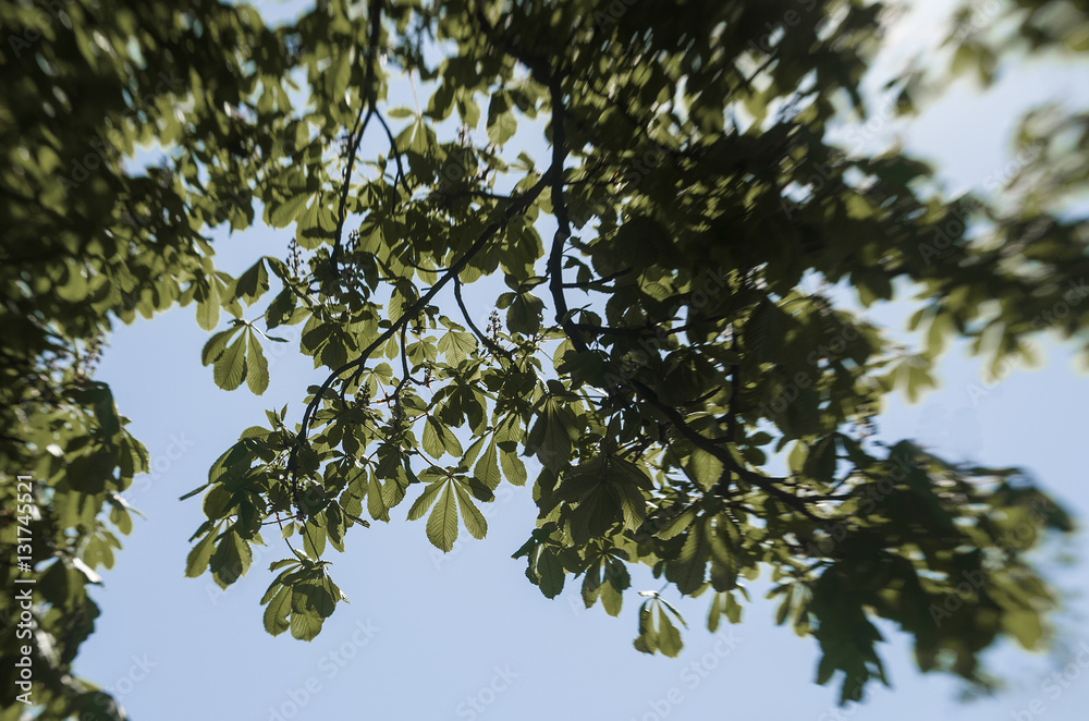 Fototapeta premium Chestnut tree