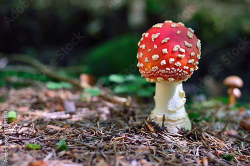 Toadstool in the forest. Pine needles create a forest floor surrounding the fungus. Young single Amanita muscaria.