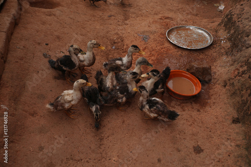 everyday farm life in Africa  - ducklings 