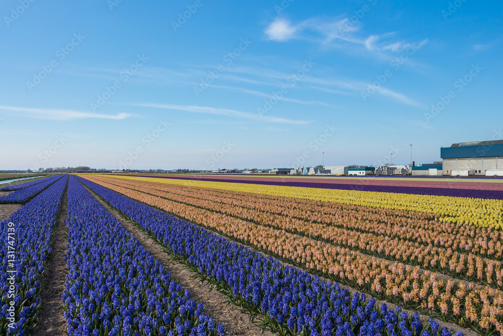 Blooming hyacinth field in Netherlands. Blue, pastel, pink and y