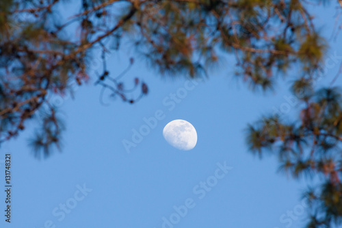 Half moon appear in the afternoon time in the sky with brach of tree at the foreground