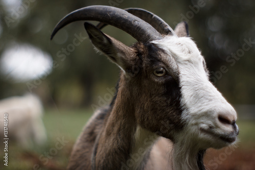 Portrait of a goat, closeup