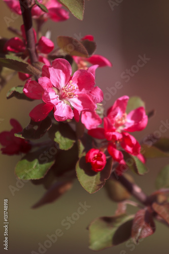 spring flowering fruit tree branch. Pink blossoming apple tree