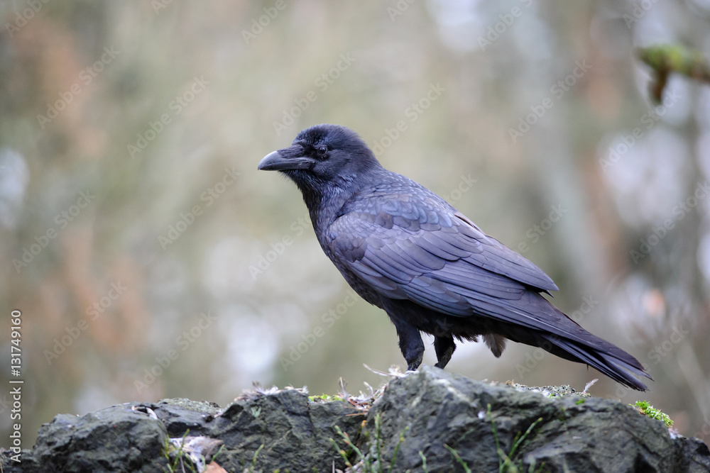 Raven Raven
