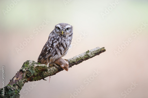 Little owl with hunted mouse on tree brunch