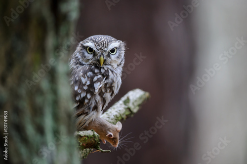 Little owl with hunted mouse next to tree trunk
