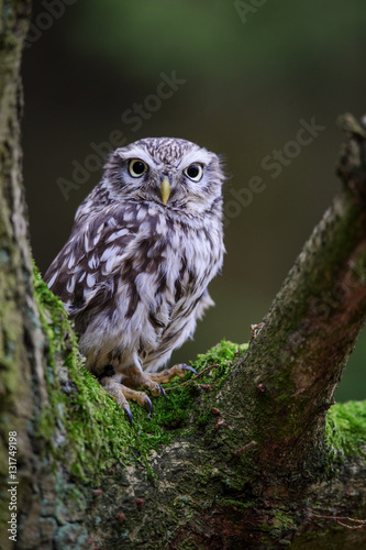 Little owl on tree branch