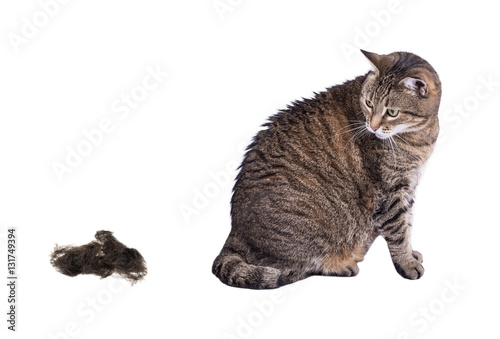 Obraz na plátně Gray striped tabby cat and some cat hair isolated on white background, cat hair concept